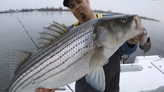How to catch Stripers with a very simple rig that makes a HUGE difference! Striped  Bass fishing 