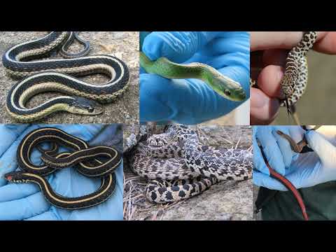 Snakes of North Dakota