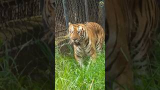 Bannerghatta National Park | பன்னேர்கட்டா தேசிய பூங்கா🦁🐯🦌🫎🐂🐆🐅🐘 #bannerghatta #animals #safari #viral