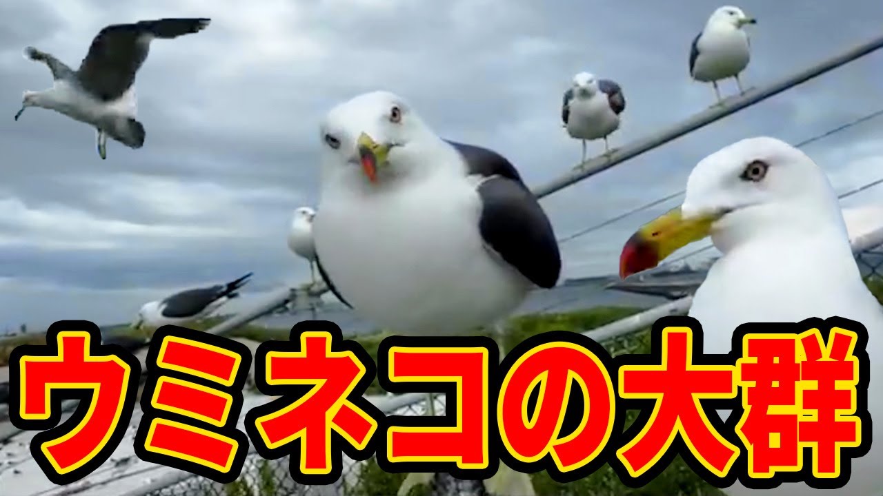 ウミネコの大群が現る神社に行ったら糞が降ってきたｗｗ