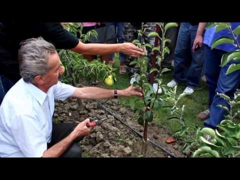 Video: Kedy zbierať hrušky zo stromu?