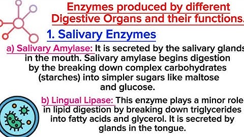 ENZYMES PRODUCED BY DIFFERENT DIGESTIVE ORGANS AND THEIR FUNCTIONS