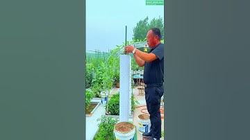 No Space Try Vertical Gardening!