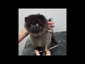 チョキチョキダンスの破壊力www