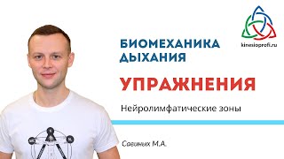 Нейролимфатические зоны Савиных М.А.