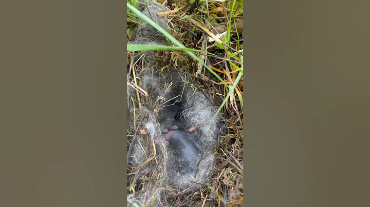 I just found a nest of baby rabbits in my backyard! 😀