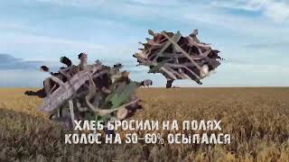 Хлеб гниет на полях Жирновского района Волгоградской области