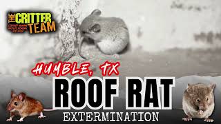 Humble, TX Roof Rat Removal (281) 667 0171 - The Critter Team