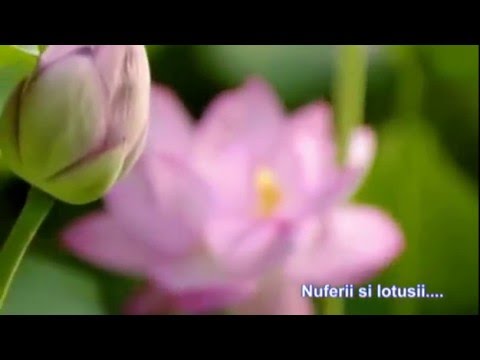 Video: Ce simbolizează o floare de lotus?