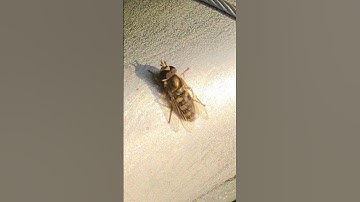 Eupeodes Hover Fly flies away twice