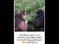 ترند بجنوب افريقيا ذكر الغوريلا يقوم بلمس شعر هذه السيدة فتقرر زوجته العراك معهبداعي الغيرة 