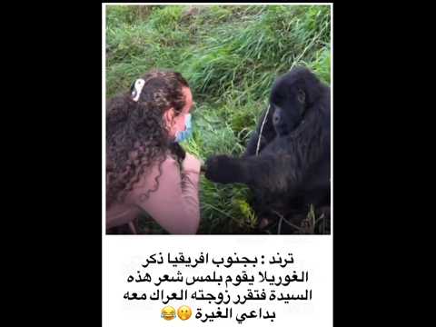 ترند بجنوب افريقيا ذكر الغوريلا يقوم بلمس شعر هذه السيدة فتقرر زوجته العراك معهبداعي الغيرة