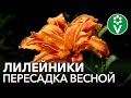 НЕ ПОДКАРМЛИВАЙТЕ ЛИЛЕЙНИКИ при пересадке! Правила успешного размножения и деления лилейников весной