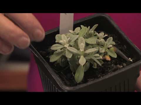 Vidéo: Cerastium Silver Carpet : comment faire pousser de la neige dans les plantes d'été