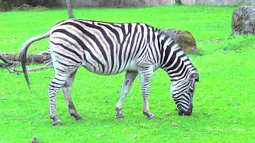 Does the Oregon Zoo have giraffes?