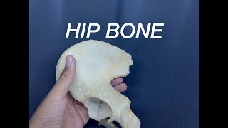 HIP BONE - GENERAL FEATURES AND ATTACHMENTS