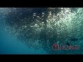 Cabo Pulmo, underwater planet series HD.