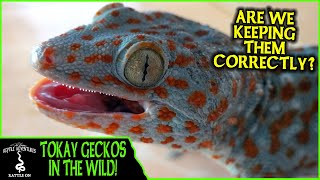 TOKAY GECKOS IN THE WILD! (are we keeping them correctly?) - Adventures in THAILAND (2020)