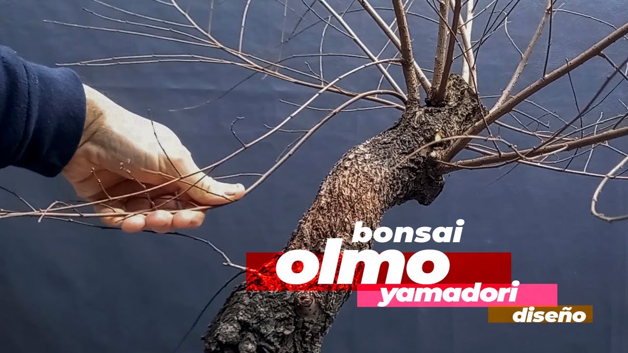 OLMO YAMADORI | DISEÑO DE LA ESTRUCTURA PRIMARIA | Continuación de trabajos