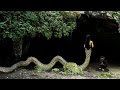 Ular berkepala manusia   7 ular siluman  mistis di indonesia