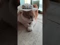#humor #tendencia #viral #fypage #gatosdomésticos #cat #parati #fypp #chats #katze #cats #catshorts