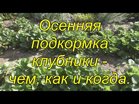 Подкормите ТАК клубнику в сентябре и будет много крупной ягоды весной!!!