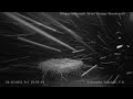 Sidorówka bociany – transmisja na żywo