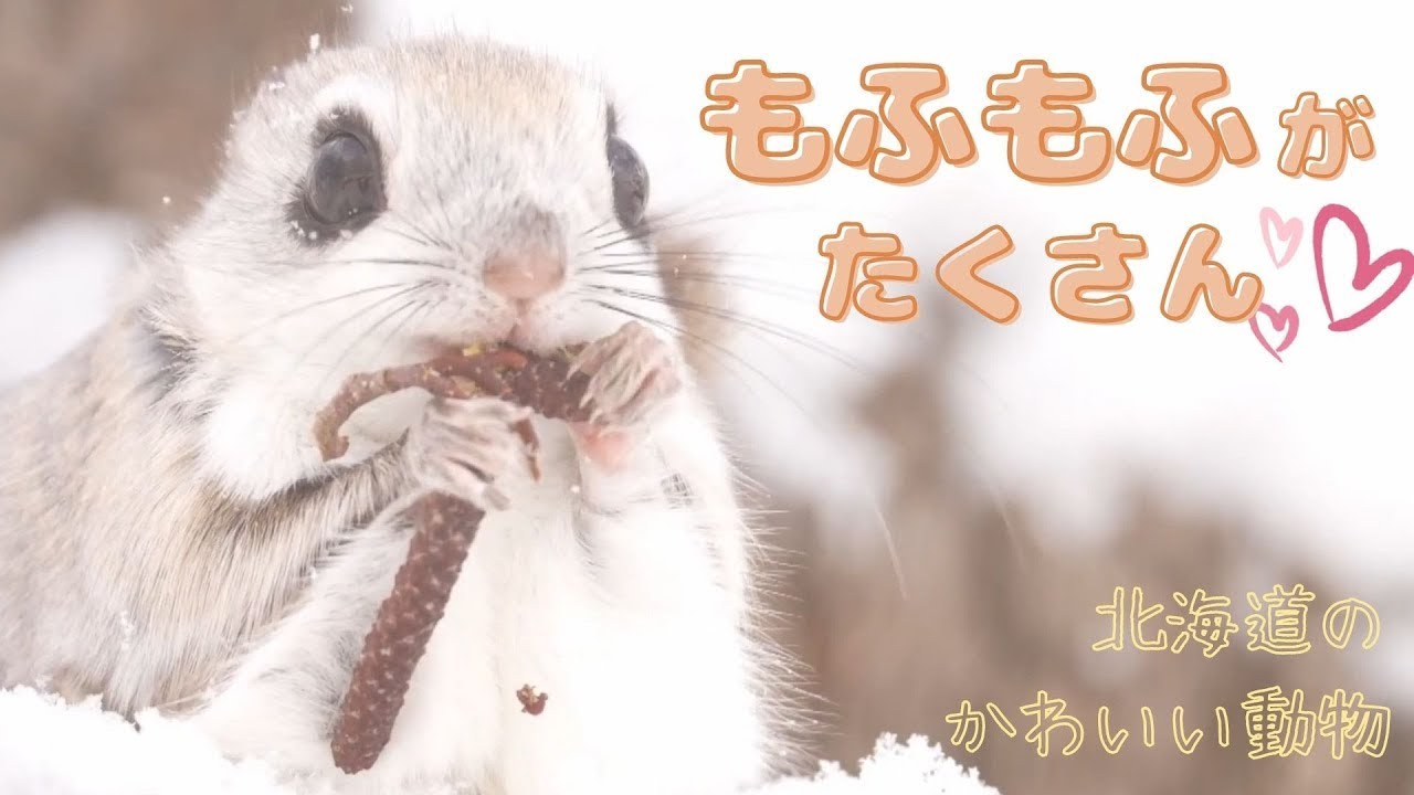 もふもふがたくさん 北海道のかわいい動物たち Sitakketv 34 Youtube