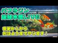 【KOI FISH LIVE】#koi #錦鯉 #錦鯉水槽飼育 #carp #aquarium #アクアリウム #金魚 #水族館