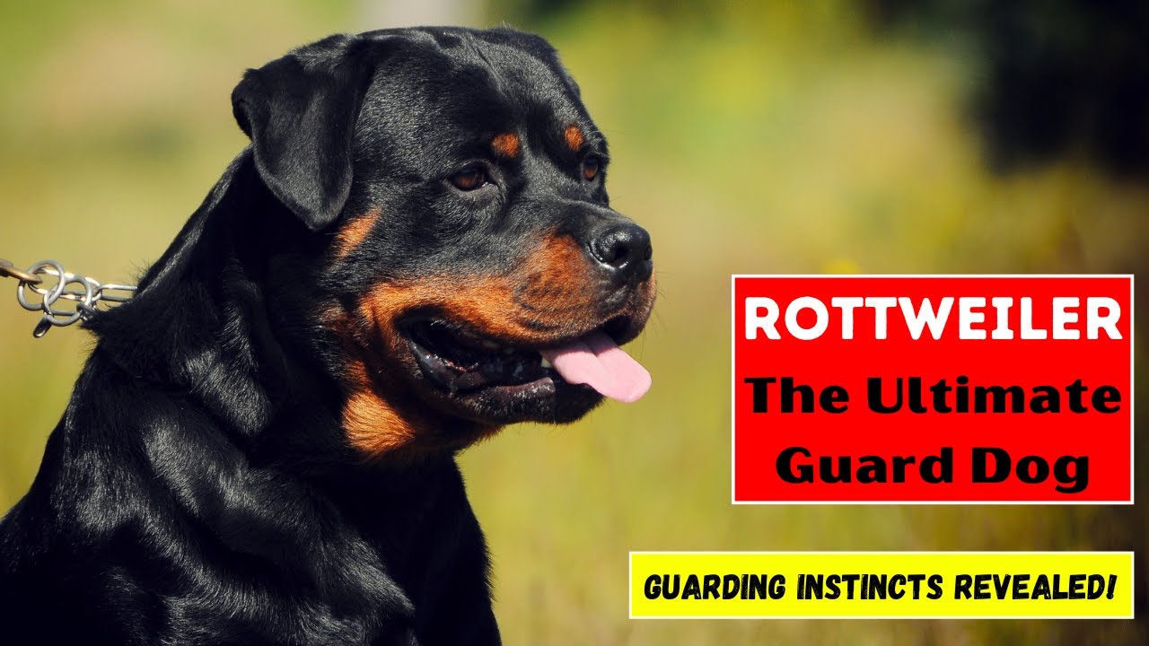 Rottweiler: The Ultimate Guard Dog - Guarding Instincts Revealed! # ...