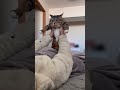 家猫になって半年後のボス猫の朝はこんな感じ #元ボス猫 #保護猫 #ほたて君