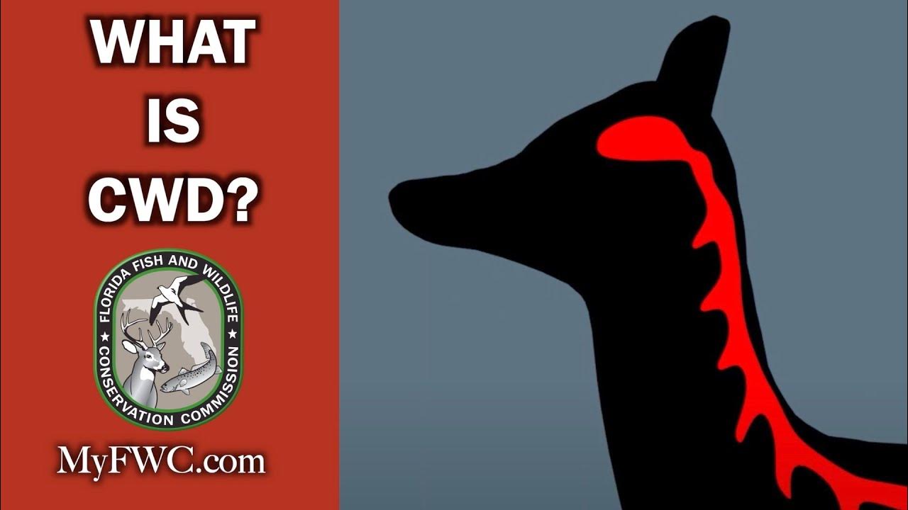 What is CWD? - YouTube