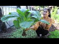 Nutritious food cooking / Harvest vegetables from vegetable garden for my recipes