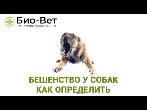 Бешенство у Собак: Как Определить // Прививки От Бешенства для Собаки // Сеть Ветклиник БИО-ВЕТ
