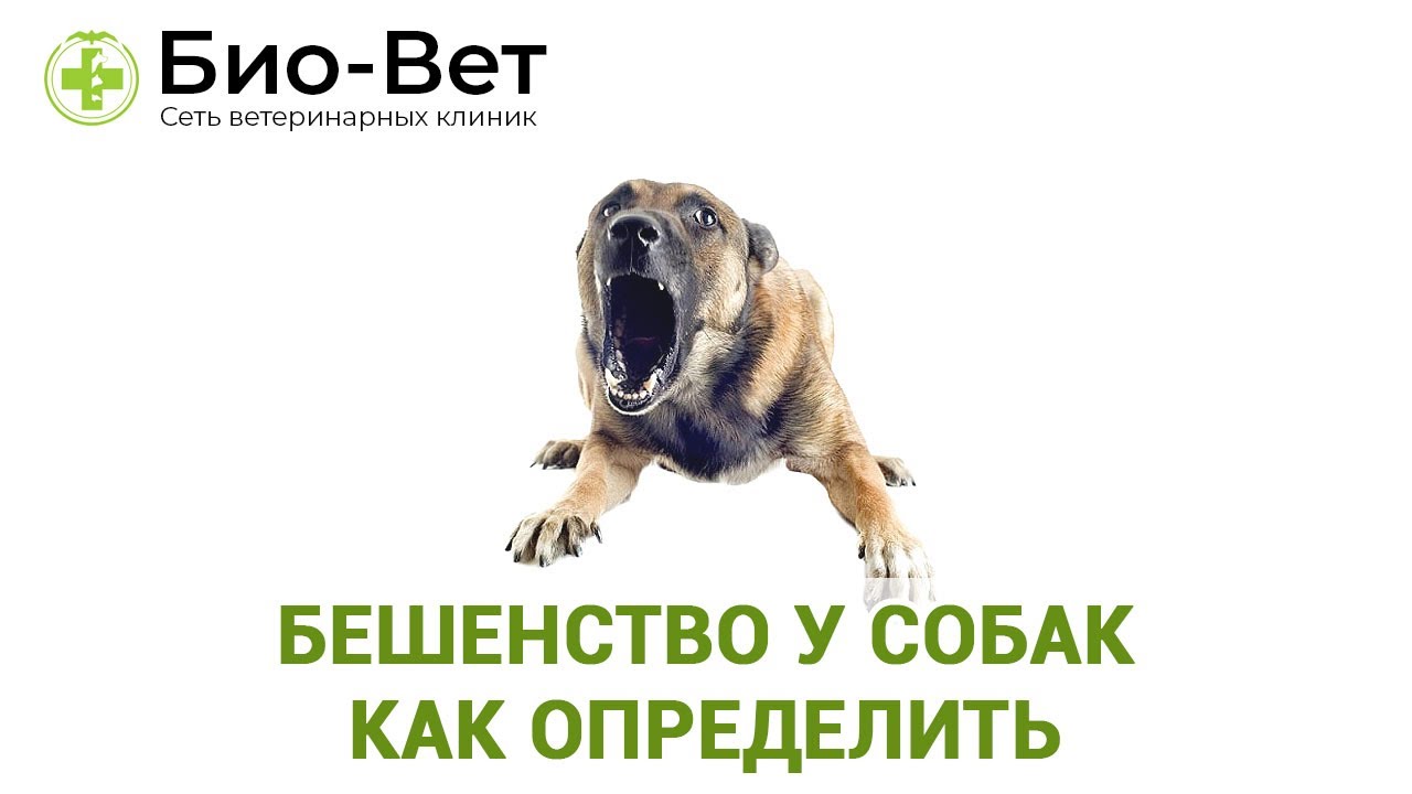 как определить, есть ли собака