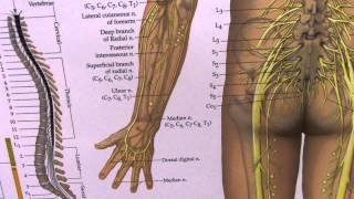 Arm and Hand Numbness, Sciatica and Peripheral Nerves Explained