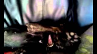 Cute One Year Old Staffy Bull Terrier Margo