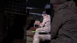 This Smart Wolf Outsmarted The Rancheragain