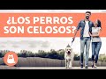 ¿Los perros sienten celos? - Todo sobre los celos en los perros