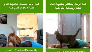 A man pretending to die in front of his cat and dog and witnesses a surprise