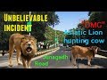 Unbelievable incident  asiatic lion hunting cow on girnar road at junagadh