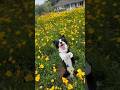 Border collie beauty