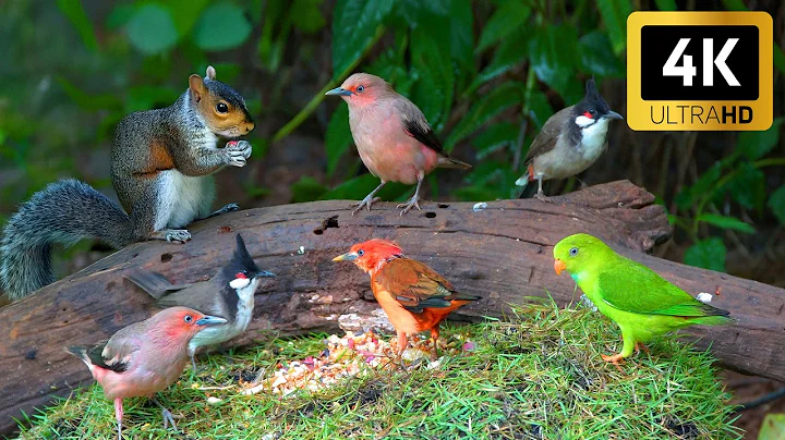 Video 11148791: forest cat pets, beautiful forest cat, forest cat animals, animals cat games