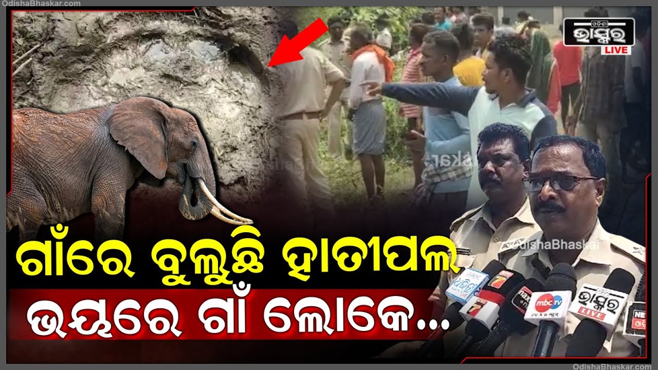 ଗାଁରେ ବୁଲୁଛି ହାତୀପଲ ଭୟରେ ଗାଁ ଲୋକେ...ହାତୀ ଘଉଡ଼ାଇବା ପାଇଁ ପହଞ୍ଚିଲା ବନ ବିଭାଗ