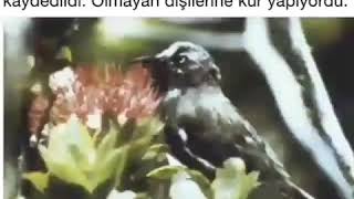 صدای زیبای پرنده