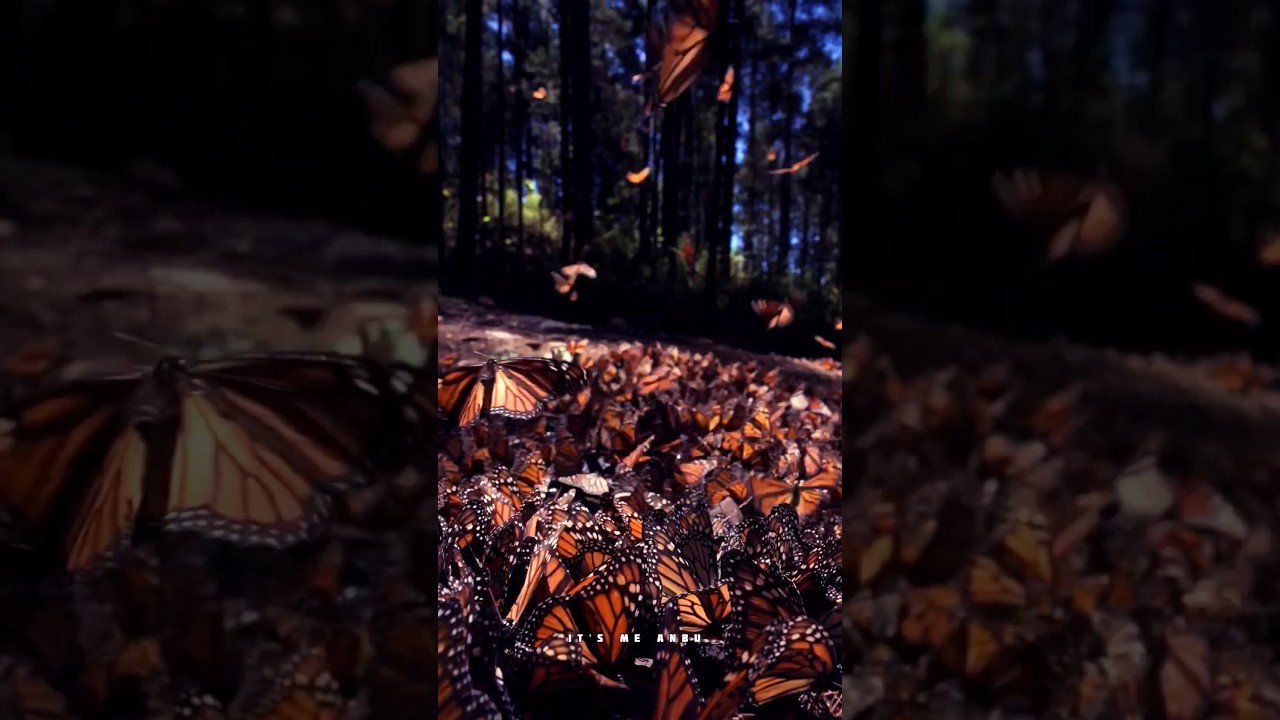 new-year-frist-shorts-happy-new-year-it-s-me-anbu-youtube