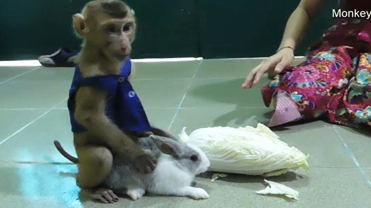 Baby Monkey Dodo!! Dodo Take Good Care And Grooming Cute Baby Rabbit