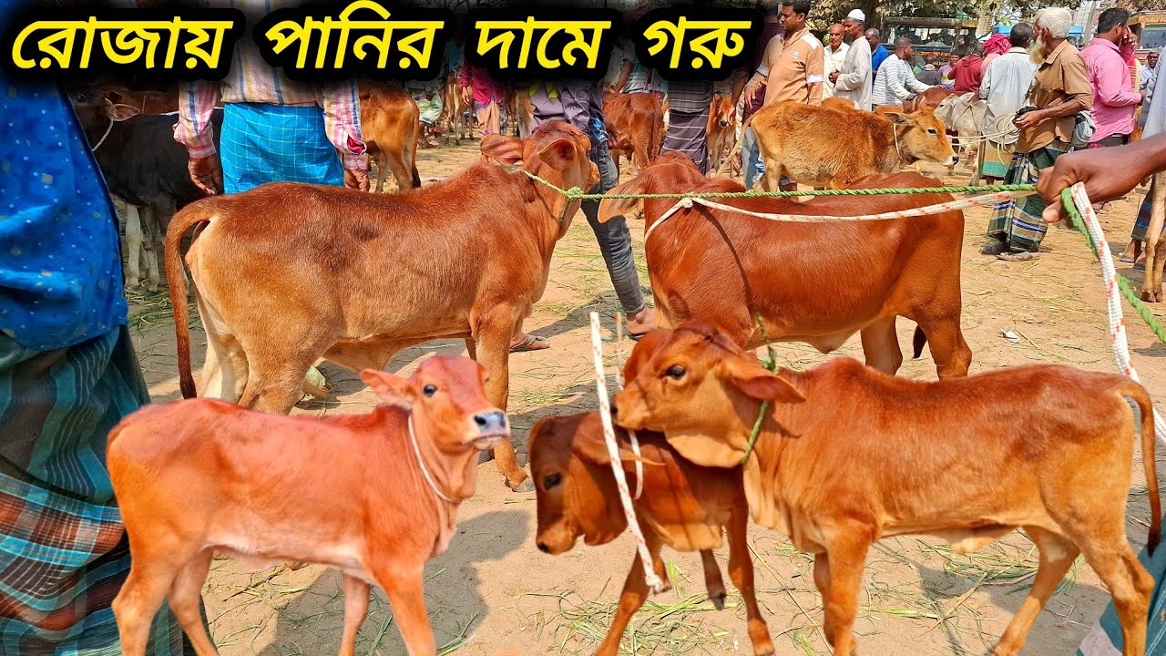 ০৫/০৩/২৬/ হাট শেরা শাহীওয়াল ও দেশি বকনা বাছুর গরু কিনুন পানির দামে জয়পুরহাট গরুর হাট থেকে #cow #বকনা