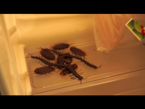 ゴキブリ 冷蔵庫 の 中でも 生き られる
