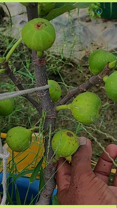 fig plant care | plantinfo
